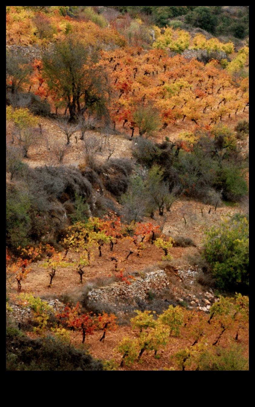 Rudens palete: rudens krāsu bagātības apbrīnošana