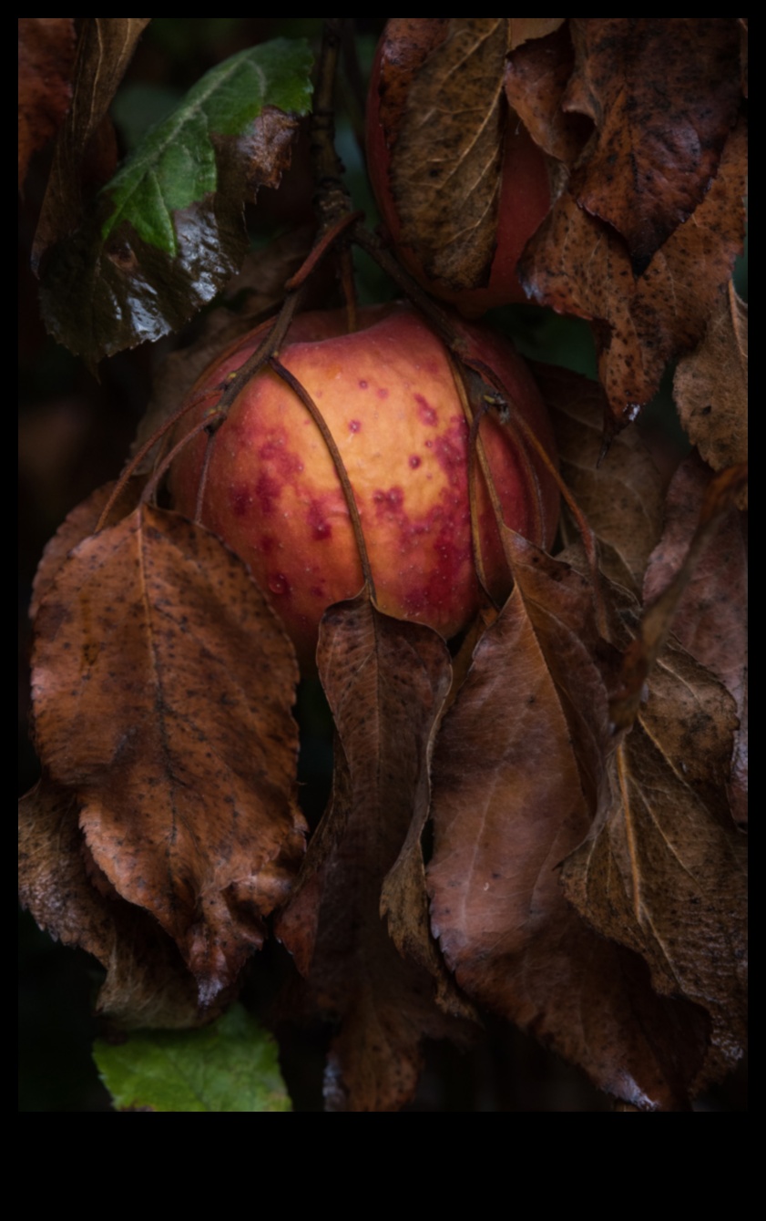 Rudens palete: rudens krāsu bagātības apbrīnošana