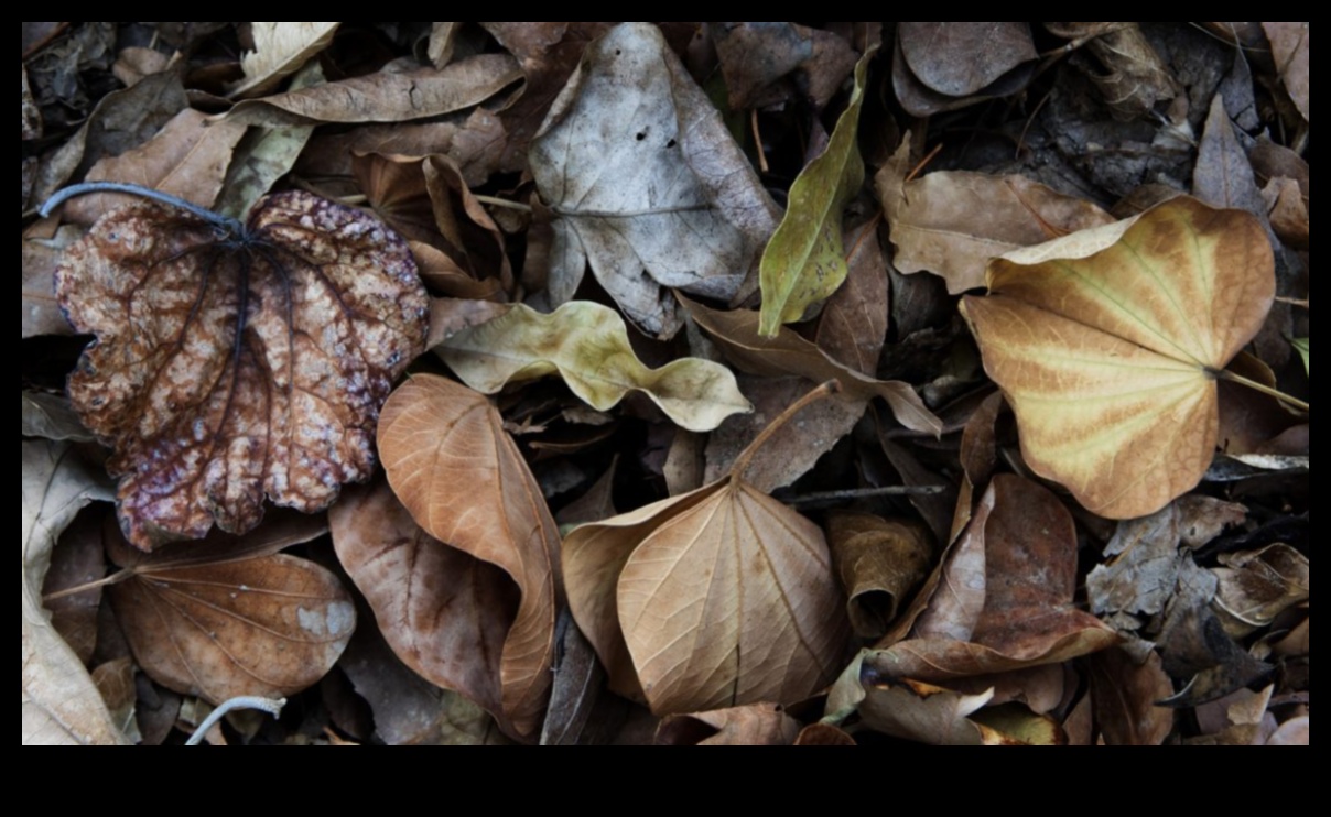 Rudens palete: rudens krāsu bagātības apbrīnošana