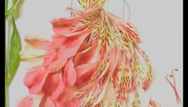 Kā ainavas veicina āra modes skates estētisko pievilcību?