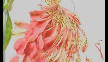 Kā ainavas veicina āra modes skates estētisko pievilcību?