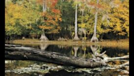 Rudens palete: rudens krāsu bagātības apbrīnošana