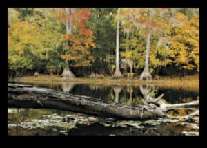 Rudens palete: rudens krāsu bagātības apbrīnošana