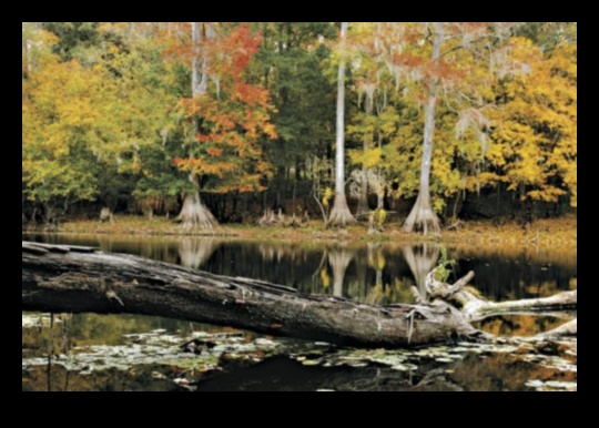 Rudens palete: rudens krāsu bagātības apbrīnošana